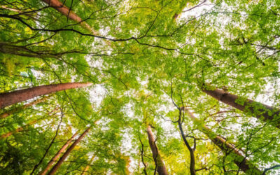 Il bilancio positivo dell’Anno Speciale dedicato alla cura della casa comune. Una nuova piattaforma d’azione a 6 anni dalla «Laudato Si’»